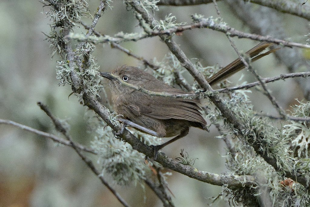 Wrentit, 2015-06111682 Montana de Oro State Park, CA.JPG - Wrentit. Montana de Oro State Park, CA, 5-12-2015